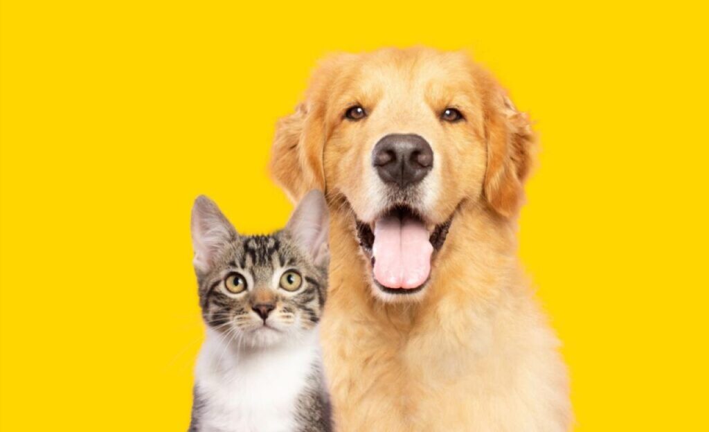 Sonhar com animais: veja os significados
