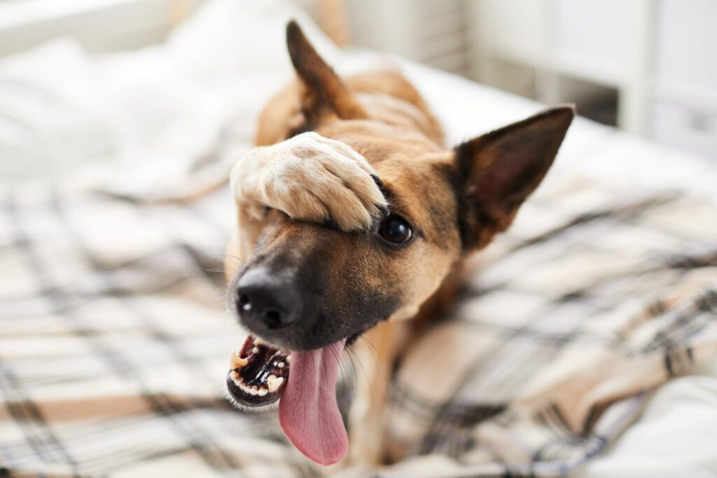 Sonhar com cachorro significado: bom sinal? Descubra