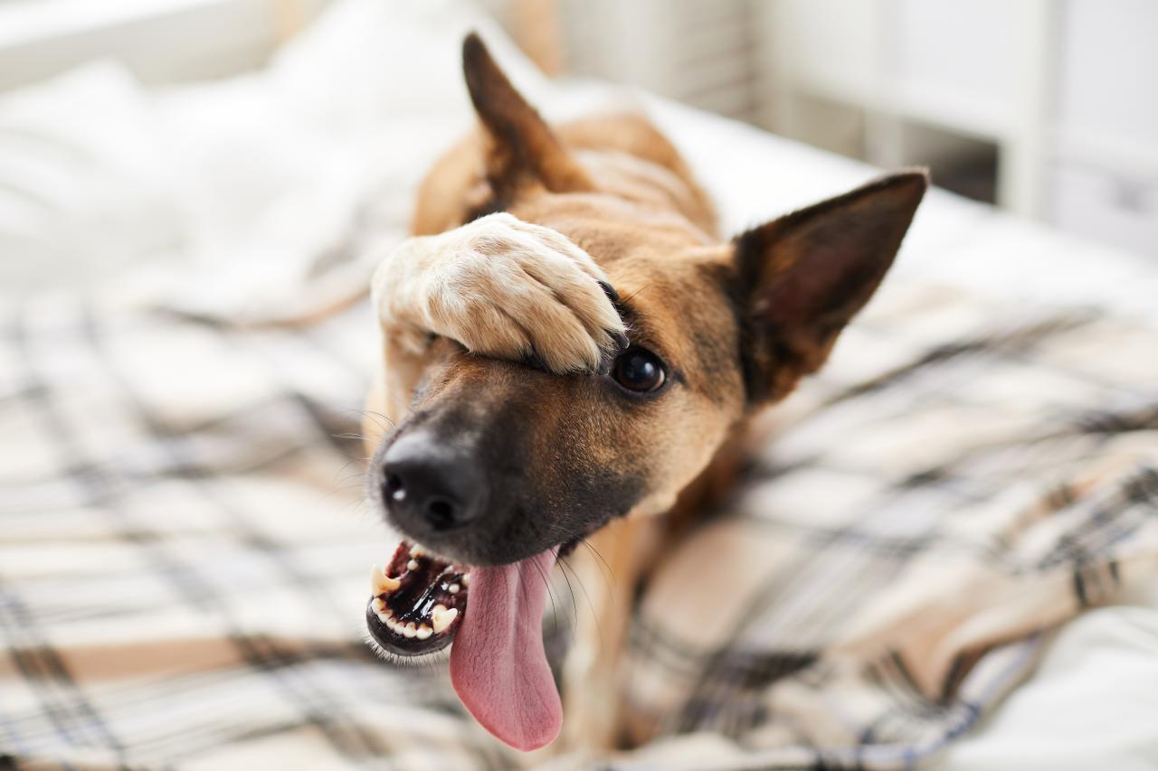 Sonhar com cachorro significado: bom sinal? Descubra
