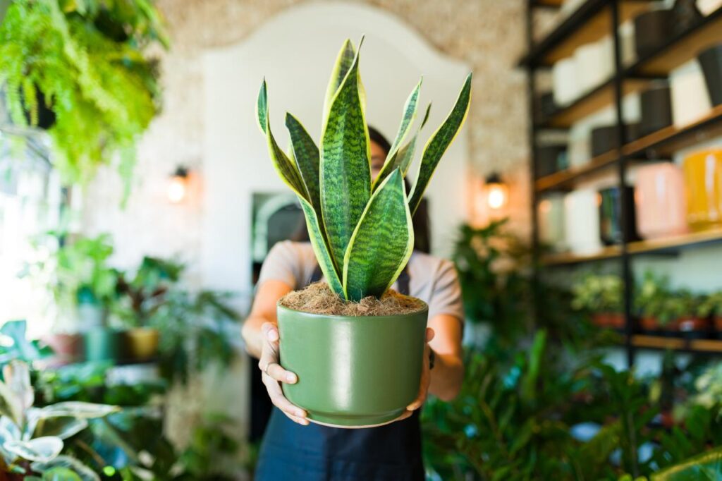 5 plantas para barrar inveja na entrada de casa