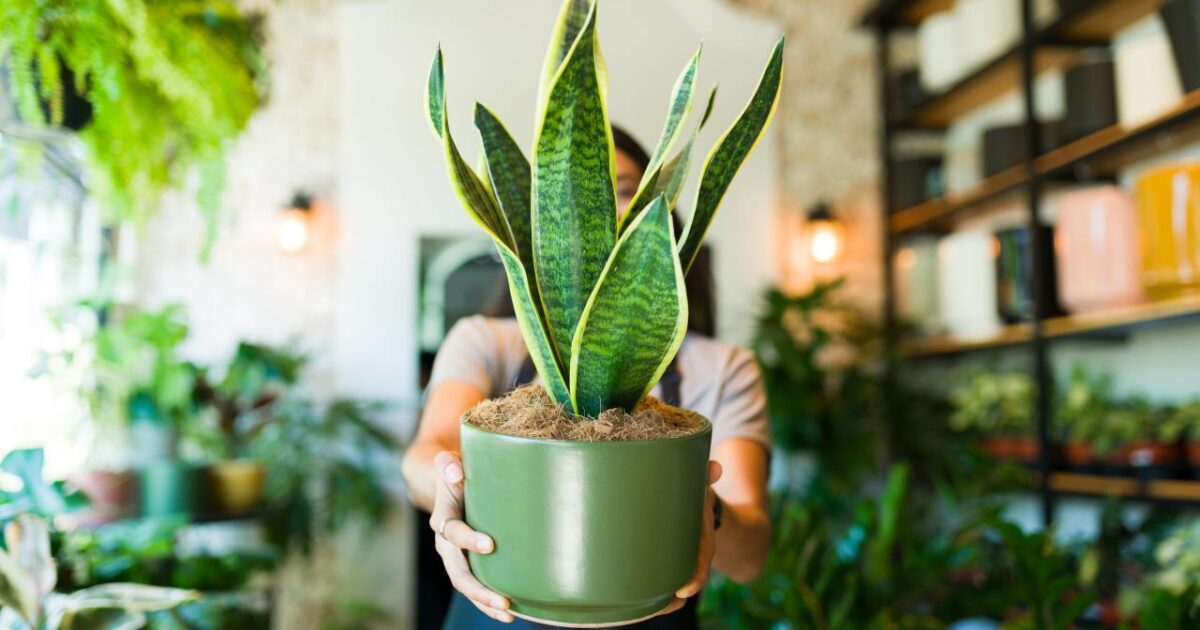 5 plantas para barrar inveja na entrada de casa