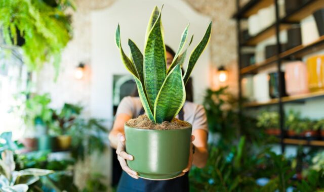 5 plantas para barrar inveja na entrada de casa
