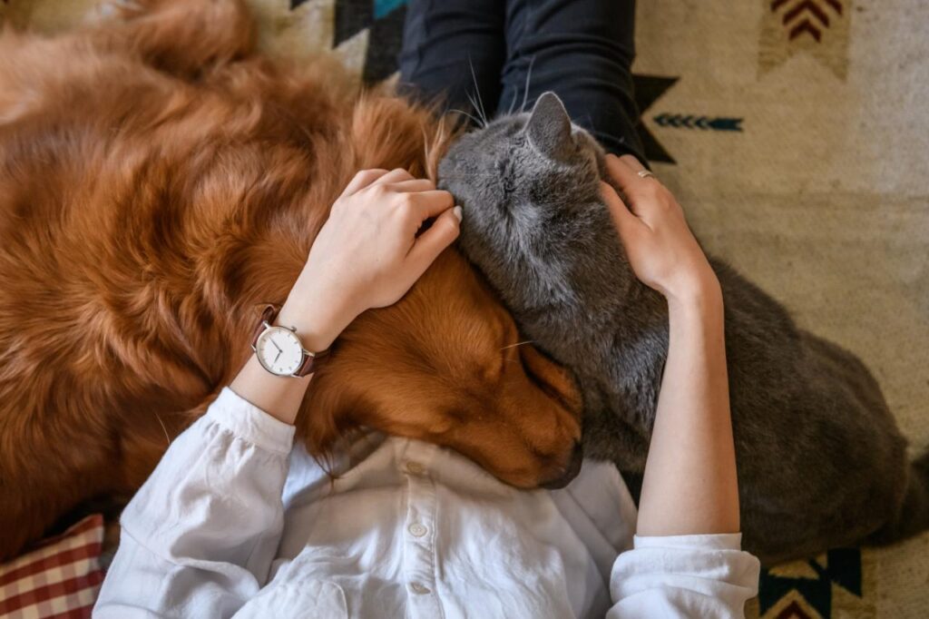 Gato ou cachorro: o pet ideal segundo seu signo