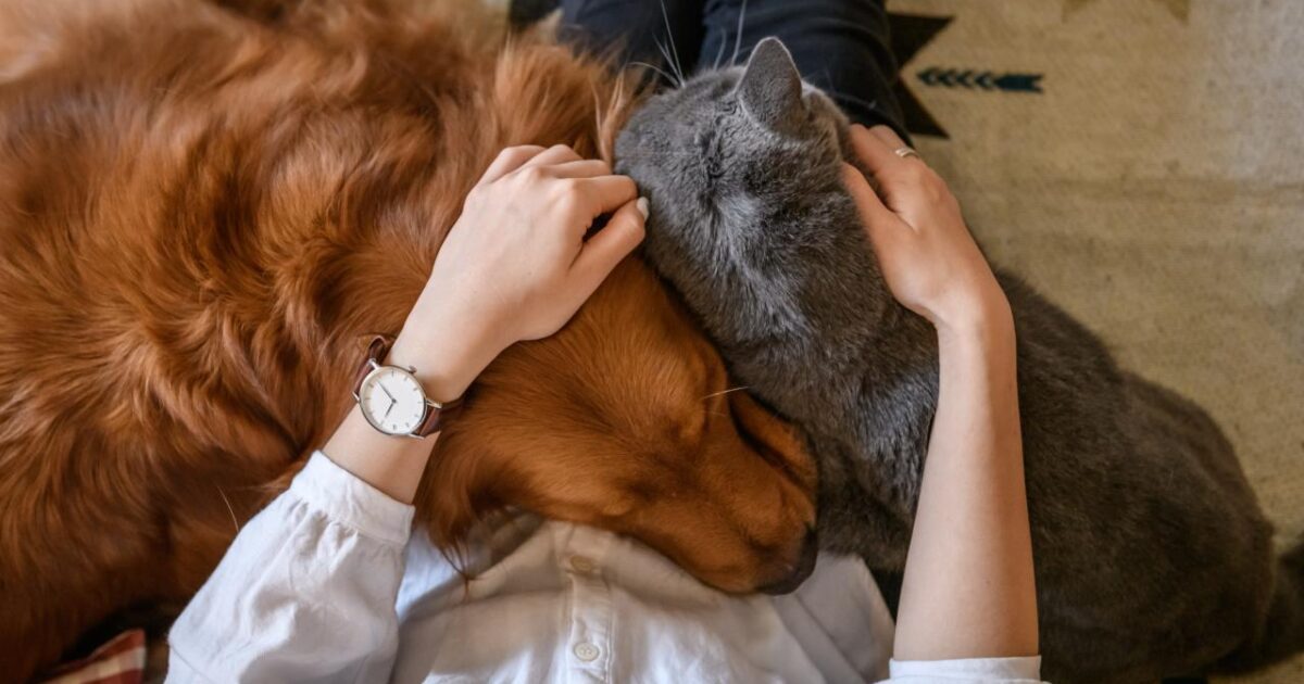 Gato ou cachorro: o pet ideal segundo seu signo