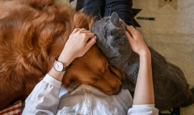 Gato ou cachorro: o pet ideal segundo seu signo